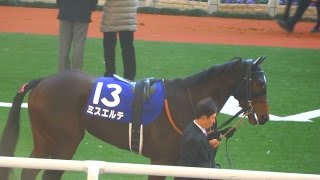 ミスエルテ、朝日杯フューチュリティSのパドックその１。阪神競馬場、現地映像