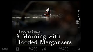 Photographing Hooded Mergansers - Behind the Scenes