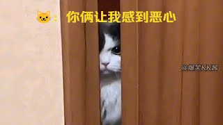 猫：活爹！你玩死我得了！