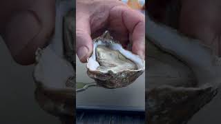 Sweet Baby Rays and Oysters- Pt. 1 #oysters #seafood #hotsauce