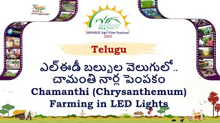 MANAGE || MAFF-2023 ||  Chamanthi (Chrysanthemum ) Farming in LED Lights || 10TV || Indrasena