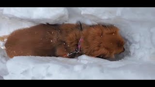 【ミニチュアダックスフンド＆ミックス】雪の中を駆け回る犬たち