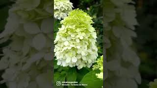 Hortensias / Hydrangeas