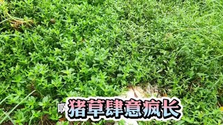 江西农村猪肉价格上涨，涨到15.5块一斤还会上涨吗？