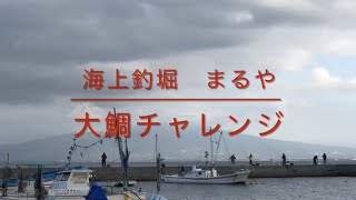 大鯛チャレンジ　海上釣堀まるや