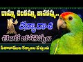 KANYA RASHI Panchangam | ఆగష్టు 2024 చిలక జ్యోతిష్యం | Virgo Horoscope | Sripada