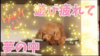 遊び疲れてしまって棚で休憩してもらっていたら寝ちゃった犬/眠る犬シリーズ９