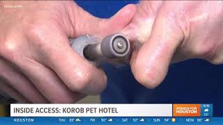 Inside Access: Pet grooming at Korob Pet Hotel