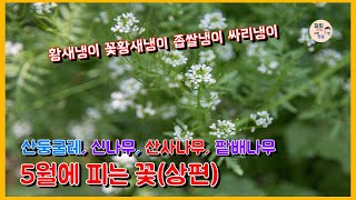 5월에 피는 꽃(상편), 둥굴레(산둥굴레, 각시둥굴레), 황새냉이 종류(황새냉이 꽃황새냉이), 나무꽃(신나무, 등, 멀구슬나무, 산사나무, 팥배나무), 지면패랭이꽃, 일일초, 딸기