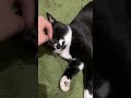 くねくねリラックスの朝のあいさつ😸ハチワレ猫ざきおtuxedo cat