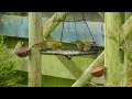 greenfinch day greenfinches everywhere verdier d europe canto de verderon