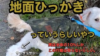 ミックス犬ゲン　おしっこあと、チラッと意図的に飼い主にサッサッしてくる編