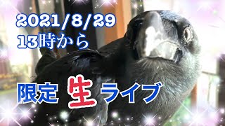 お昼の限定生ライブ♪※アーカイブは一般公開します