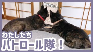 【甲斐犬】これは可愛すぎる…！仲良し甲斐犬2匹がおうちの安全を守ります