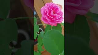 പനിനീർ റോസ് #rose# pink colour #