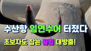 수산항 임연수어 대박!! 마릿수 보장하는 꿀팁대공개!! 속초에서 양양까지