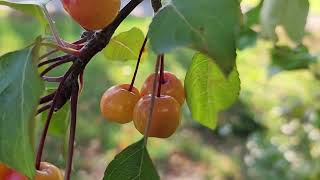 beautiful berries sa Canada 🇨🇦