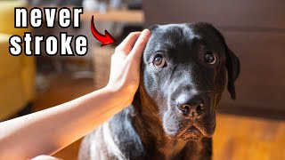 If you love your dog, never pet them on the head again! Here's why!