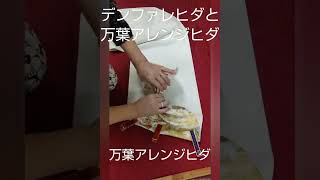 (727)振袖着付けの帯結びです。デンファレヒダと万葉アレンジヒダを使用して結びます。