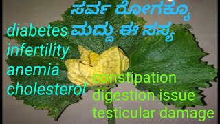 ಸರ್ವ ರೋಗಕ್ಕೂ ಮದ್ದು ಈ ಸಸ್ಯ|100%home remedie for diabetes|constipation|infertility|cholesterol|anemia|