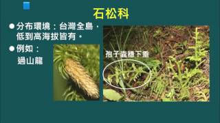 高中選修生物II_鄉土生物觀察_蕨類的觀察_蕨類II_擬蕨類 2_郭智琳