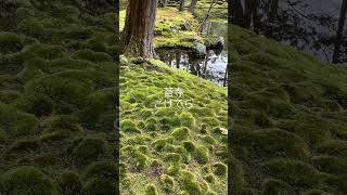 從此愛上青苔/京都西芳寺 #京都 #kyoto #西芳寺 #苔寺