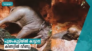 പൂയംകുട്ടിയില്‍ കാട്ടാന കിണറ്റില്‍ വീണു