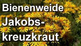 Jakobskreuzkraut ausrotten? - Tolle Bienen-Insektenpflanze und Cannabis im Naturparadies Mielkendorf