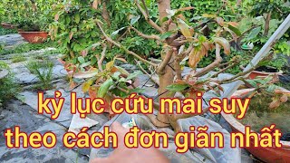 Kỷ lục cứu cây mai theo cách đơn giãn nhất ai cũng làm dc 0988063918