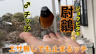 まるおの母　まるこの宿根草と低木の庭　2024 12 27 朝は降っていなかったのに、またまた牡丹雪が降って来た庭。ジョウビタキのチッチに催促されて、何度も庭に出るかーちゃん😭　寒いよ〜🥶