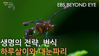 생명의 전략, 번식 ㅣ끝없는 선택 1부 ㅣ Strategies of Life, Breeding. Endless Choice Part 1