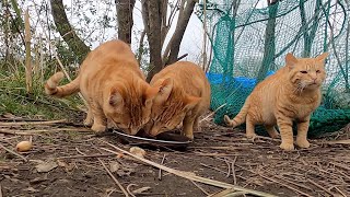 茶猫たちが美味しそうに全部食べた。The brown cats ate everything deliciously.  Vol.531