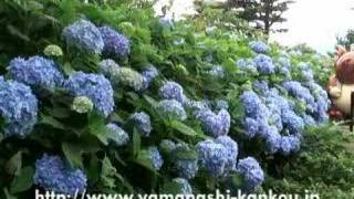 Hydrangea of heavens mountain promenade 天上山遊歩道のアジサイ