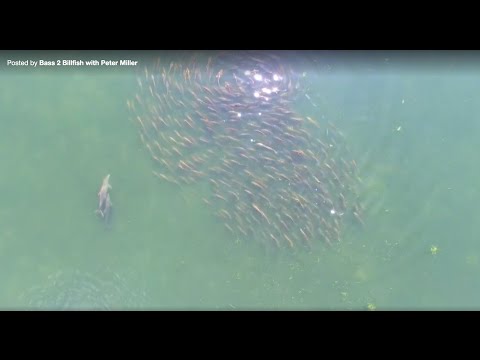 Season 7 Chasing GIANT schools of redfish on topwater with Peter Miller Season 7 Chasing GIANT schools of redfish on topwater with Peter Miller