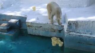 最後の１個　「と、とどかない」のイッちゃん（Шилка）　　　天王寺動物園のホッキョクグマ