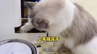 我家猫又去对门家蹭饭了，挑光了人家猫粮里的冻干