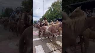 Desfile de la patria gaucha en Uruguay #gaucho #uruguay