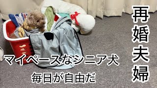 マイペースなシニア犬と共働き中年夫婦の素朴な４日間　節約パート主婦／簡単ご飯