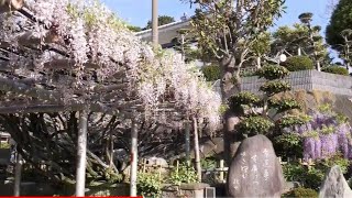 #吉祥寺 #藤 福岡 北九州 Wisteria Flower Japanese Temple Tour fukuoka