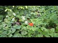 common tiger butterfly danaus genutia mexican sunflower red sunflower tithonia rotundifolia