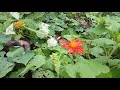 common tiger butterfly danaus genutia mexican sunflower red sunflower tithonia rotundifolia