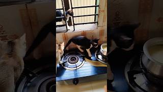 কোনভাবে নেওয়া সম্ভব না?#tcooking #cat #catcookingshow #catlover #ccoking