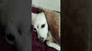 എൻ്റെ പൊന്നിന് ഉറക്കം വന്നു#achus #funny #dog #doglover  #shorts #youtube