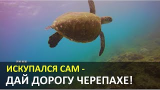 Искупался сам - дай дорогу черепахе!