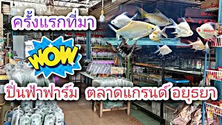 ร้านปิ่นฟ้าฟาร์ม จำหน่ายปลาสวยงามในตลาดแกรนด์อยุธยา #NCO544