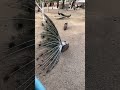 Dancing Peacock | Animals Zootube #Shorts #Viral #Zoo