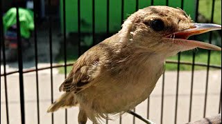 Suara Burung Kerak Basi Alis Putih GACOR | Masteran CIGROK Pikat