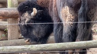 今日も快便アメリカバイソン【2023年3月17日】【上野動物園】