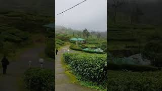 Pullikkanam Elappara road #Idukki #kerala #hills #vagamon