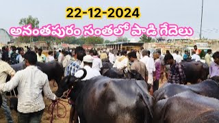 ananthapur buffalo market #dhana agriculture #subscribe #viralvideo #milk